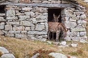 Sentiero delle Orobie Occidentali-126